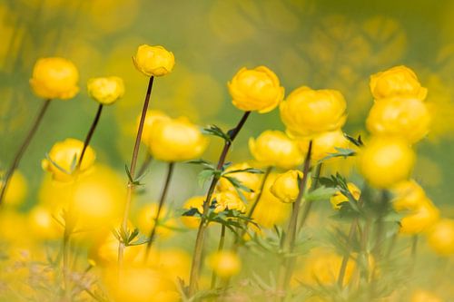 Europese trollius, Trollius europaeus