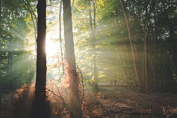 Hoop en kracht in het bos von Peter Nolten