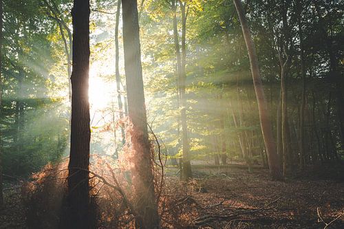 Hoop en kracht in het bos