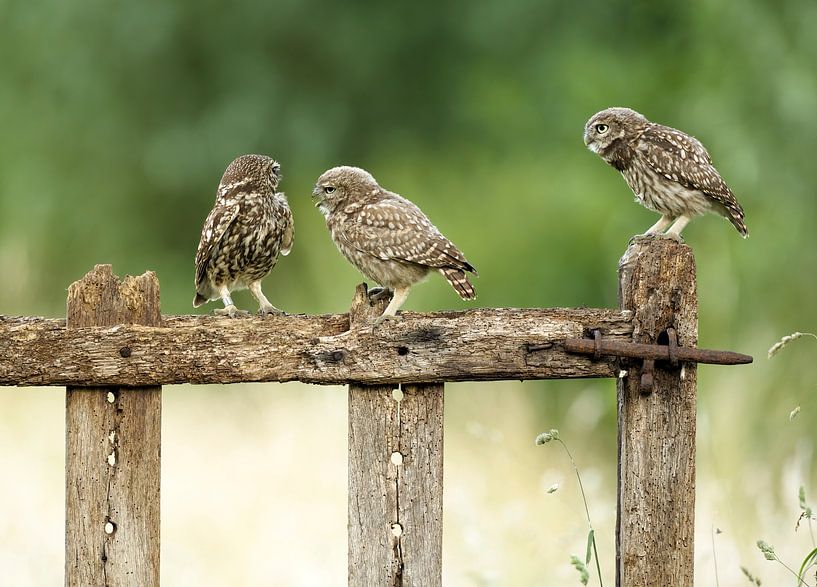 Little Owl by Ronald Kromkamp