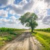 Eine Landstraße und ein Baum in den Weinbergen von Bolgheri von Stefano Orazzini