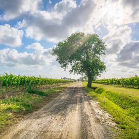 Eine Landstraße und ein Baum in den Weinbergen von Bolgheri von Stefano Orazzini