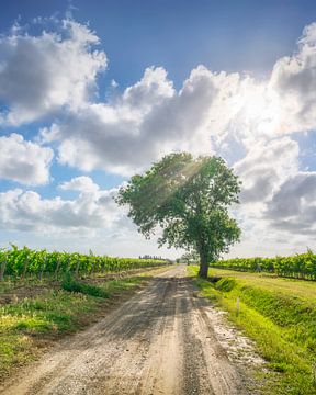 Eine Landstraße und ein Baum in den Weinbergen von Bolgheri