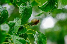 The Aduarder Pear by Berend's Photos