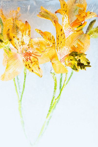 Gelbe Alstroemeria in Eis 2 von Marc Heiligenstein