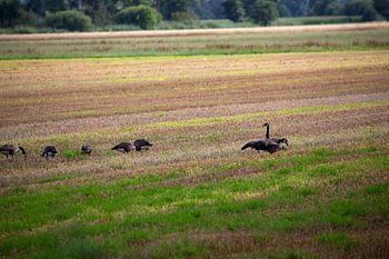 Wild geese on agricultural land
