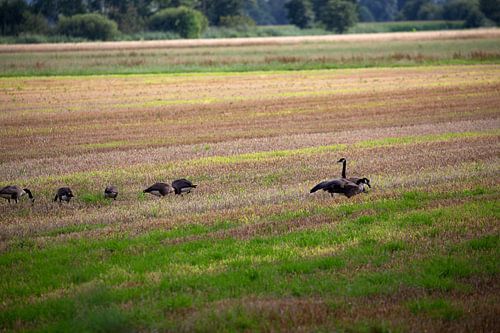 Wilde ganzen op landbouwgrond