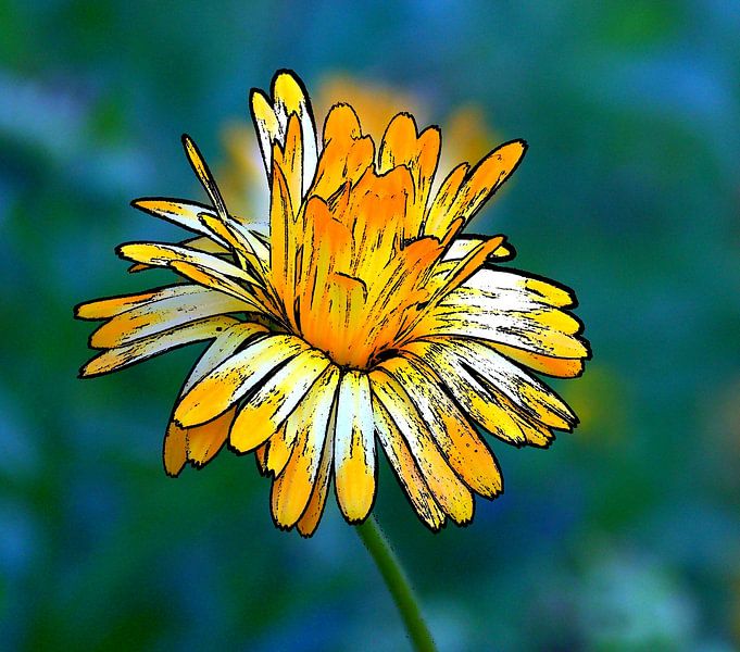 Ringelblume von Jose Lok