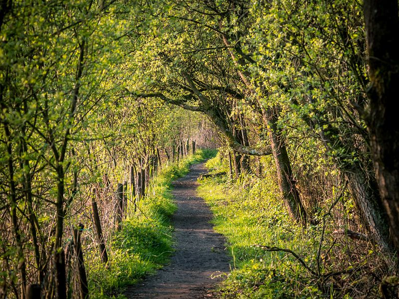 Umleitung von Diane van Veen