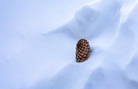 Pine cone in the snow by Adelheid Smitt thumbnail