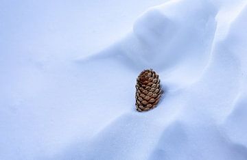 Dennenappel in de sneeuw