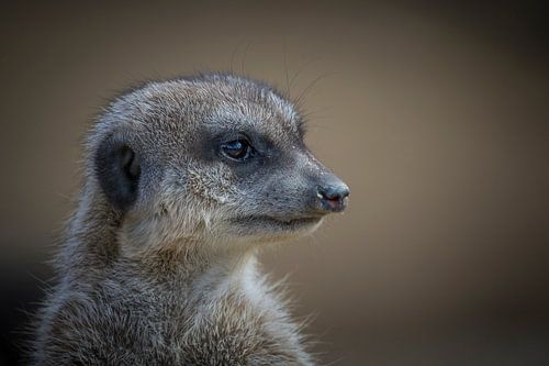  Erdmännchen (Suricata suricatta)