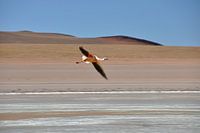 Bolivia - Pink flamingo on the Salar de Uyuni