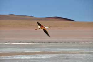 Bolivien - Flamingo auf dem Salar de Uyuni