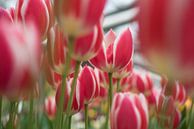 rood-witte tulpen van Lisette van Gameren thumbnail