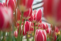 red-and-white tulips