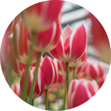 rood-witte tulpen van Lisette van Gameren