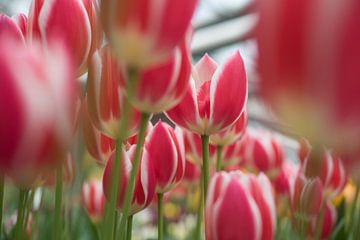rood-witte tulpen van Lisette van Gameren