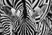 Zebra kop in zwart wit patroon | Portret | Fotografie van Monique Tekstra-van Lochem