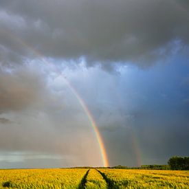 Regenbogen über Weizenfeldern von Luc van der Krabben