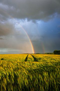 Regenboog boven korenvelden van Luc van der Krabben