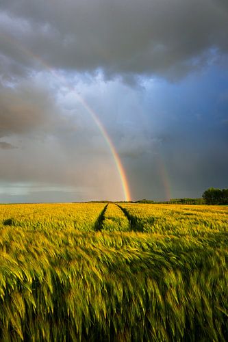 Arc-en-ciel sur les champs de blé sur Luc van der Krabben