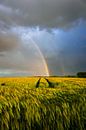 Rainbow over wheat fields by Luc van der Krabben thumbnail