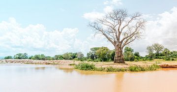 Baobab digne de ce nom sur Steven Groothuismink