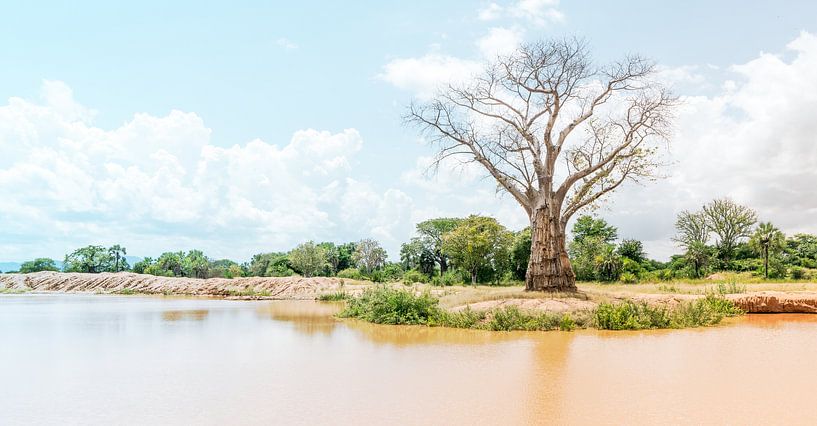 Waardige Baobab van Steven Groothuismink