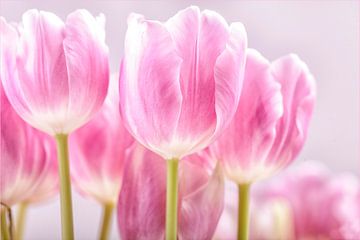 Tulpen uit Nederland van Willy Sybesma