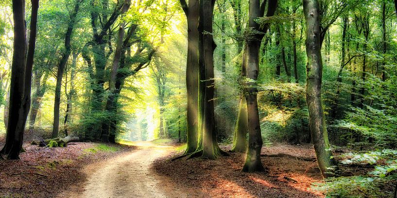 Winding path through the forest landscape edition par Rigo Meens