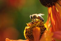 Bij op een bloeiende bloem