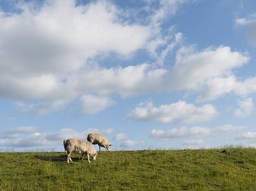Schapen op de Waddendijk op Texel van Joep Dirkx