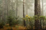 Forêt brumeuse II par Kees van Dongen Aperçu