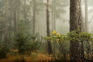 Nebliges Waldland II