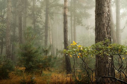 Misty Woodland II