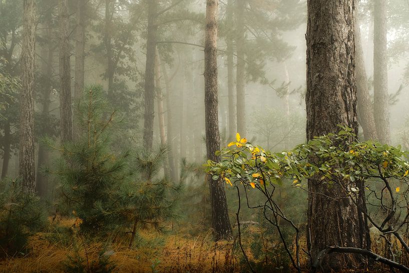 Forêt brumeuse II par Kees van Dongen