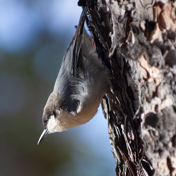Dwergboomklever tegen een boom van Eric van Duijn