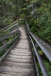 A park trail in summer by Claude Laprise
