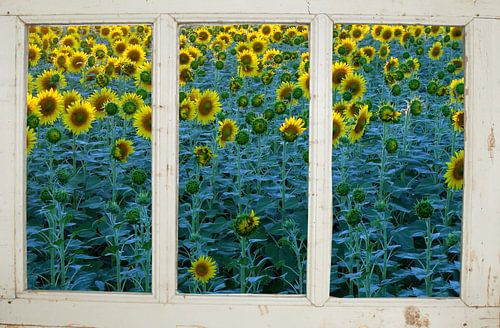 Zonnebloemenboerderijraam