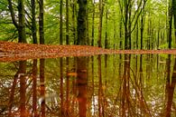 Réflexion sur la forêt dans une hêtraie par Sjoerd van der Wal Photographie Aperçu