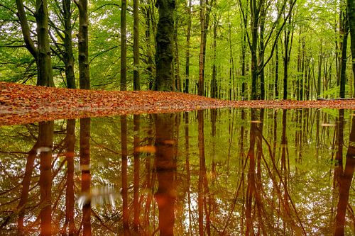 Bos reflectie in een beukenbos