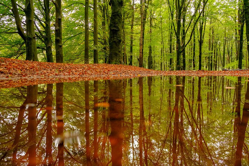 Réflexion sur la forêt dans une hêtraie par Sjoerd van der Wal Photographie