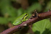 groene boomkikker