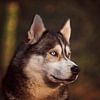 Husky sibérien sur Petra Lakerveld