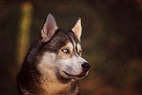 Siberische husky
