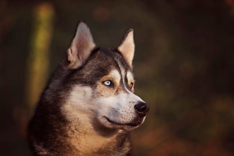 Siberian husky by Petra Lakerveld
