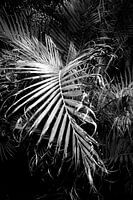 palm leaf