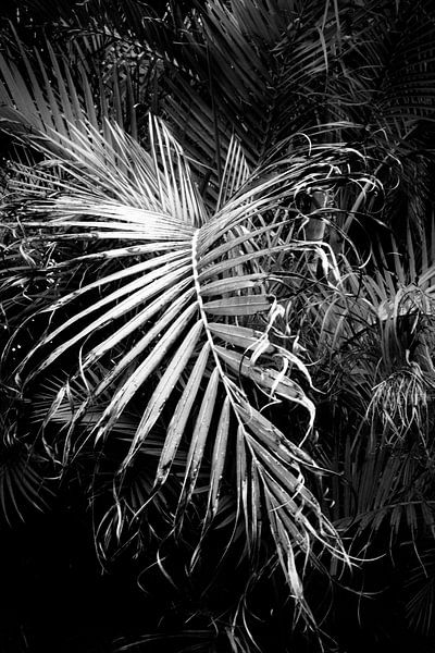 Palmenblatt von Dorit Fuhg