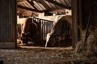 Stieren in oude stal van Danai Kox Kanters thumbnail